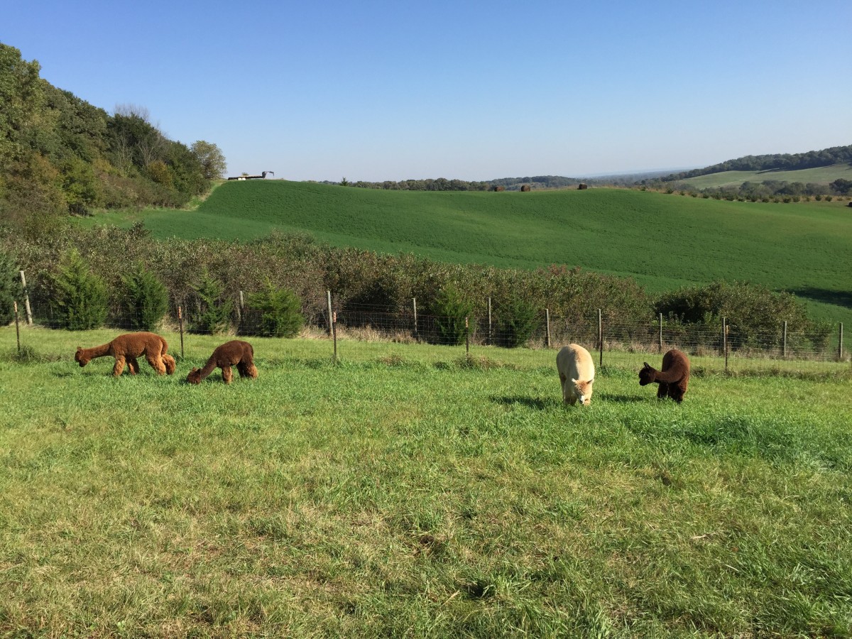 Alpacas of the Heartland Omaha Nebraska Her Heartland Soul