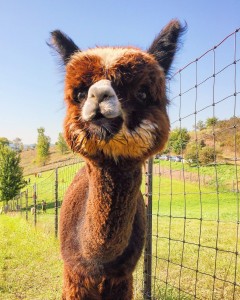 Alpacas of the Heartland Omaha Nebraska Her Heartland Soul