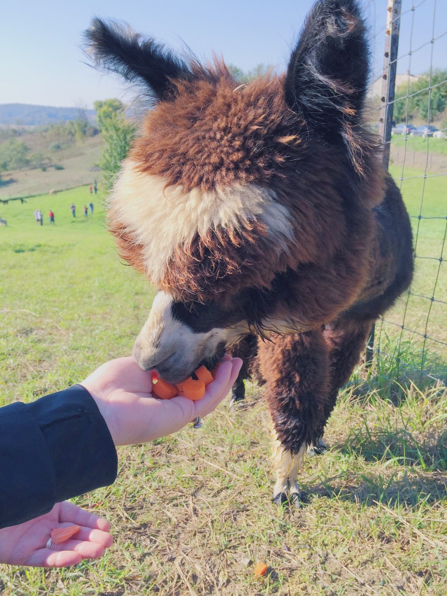 Alpacas of the Heartland Omaha Nebraska Her Heartland Soul