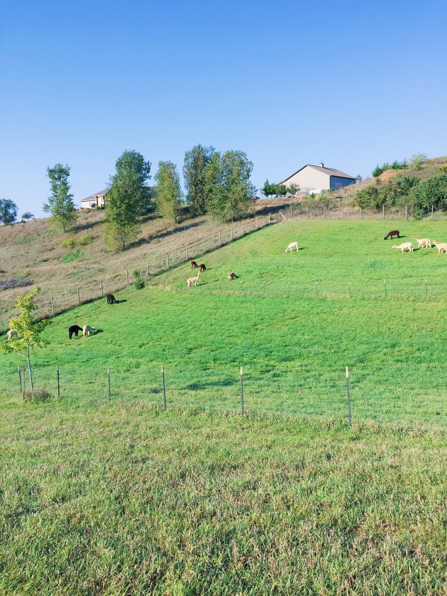 Alpacas of the Heartland Omaha Nebraska Her Heartland Soul