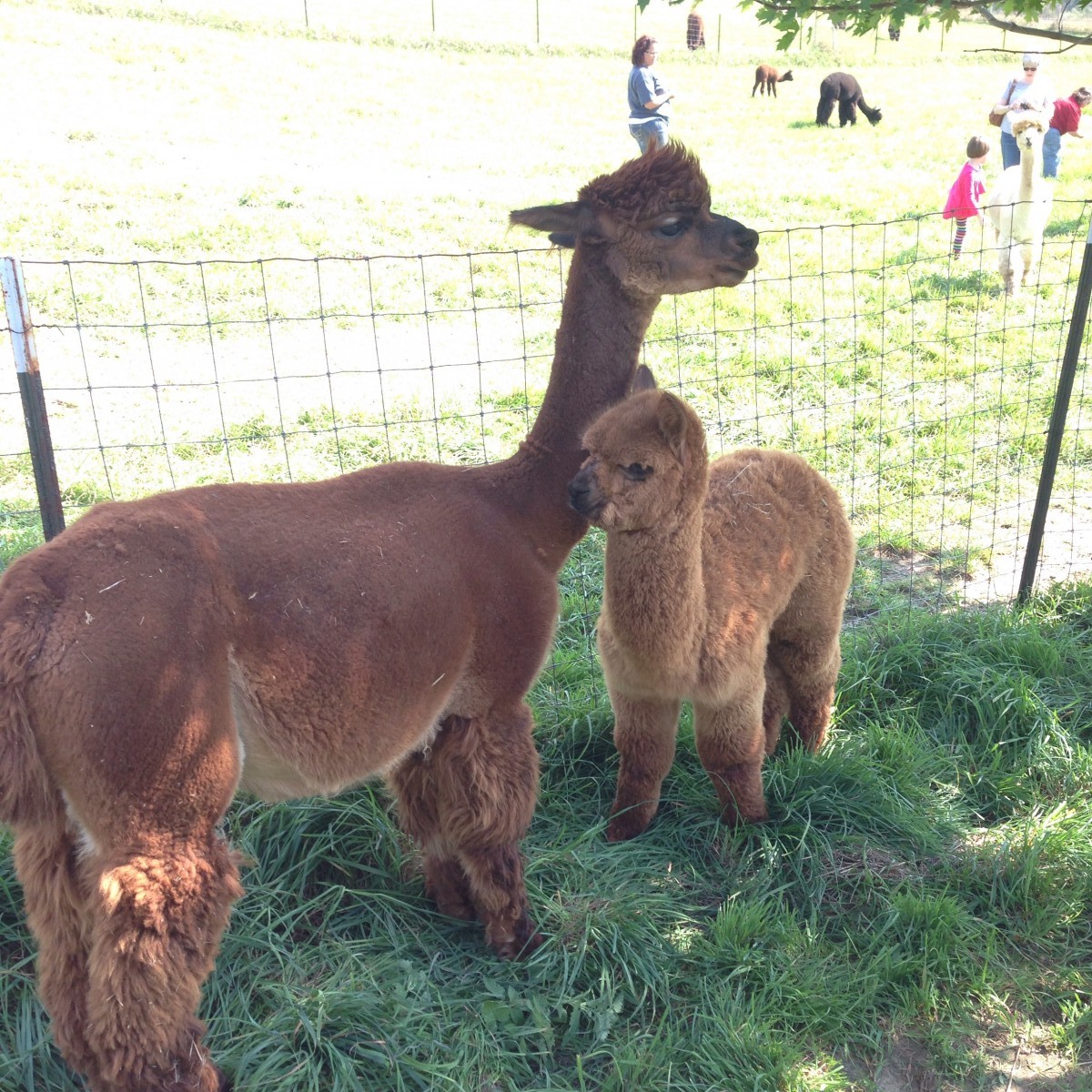 Alpaca Photo Her Heartland Soul Erin Fairchild