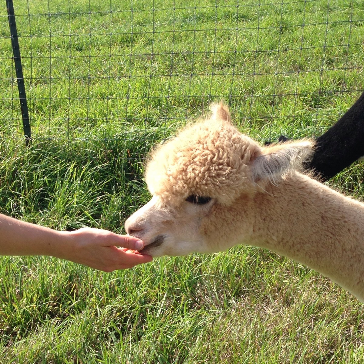 Alpaca Photo 2 Her Heartland Soul Erin Fairchild