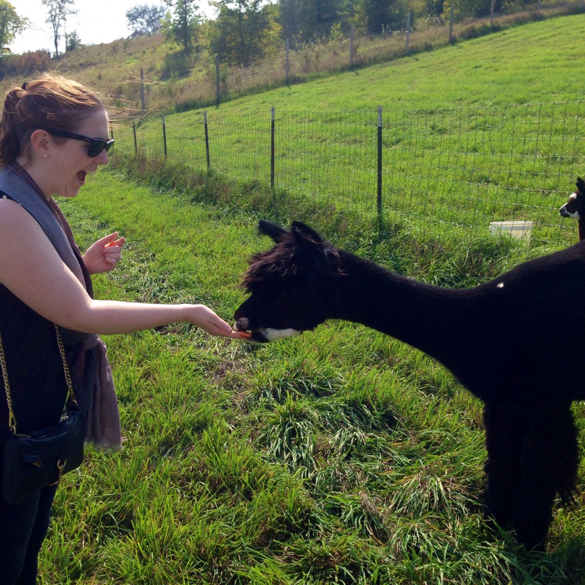 Alpaca 3 Erin Fairchild Her Heartland Soul