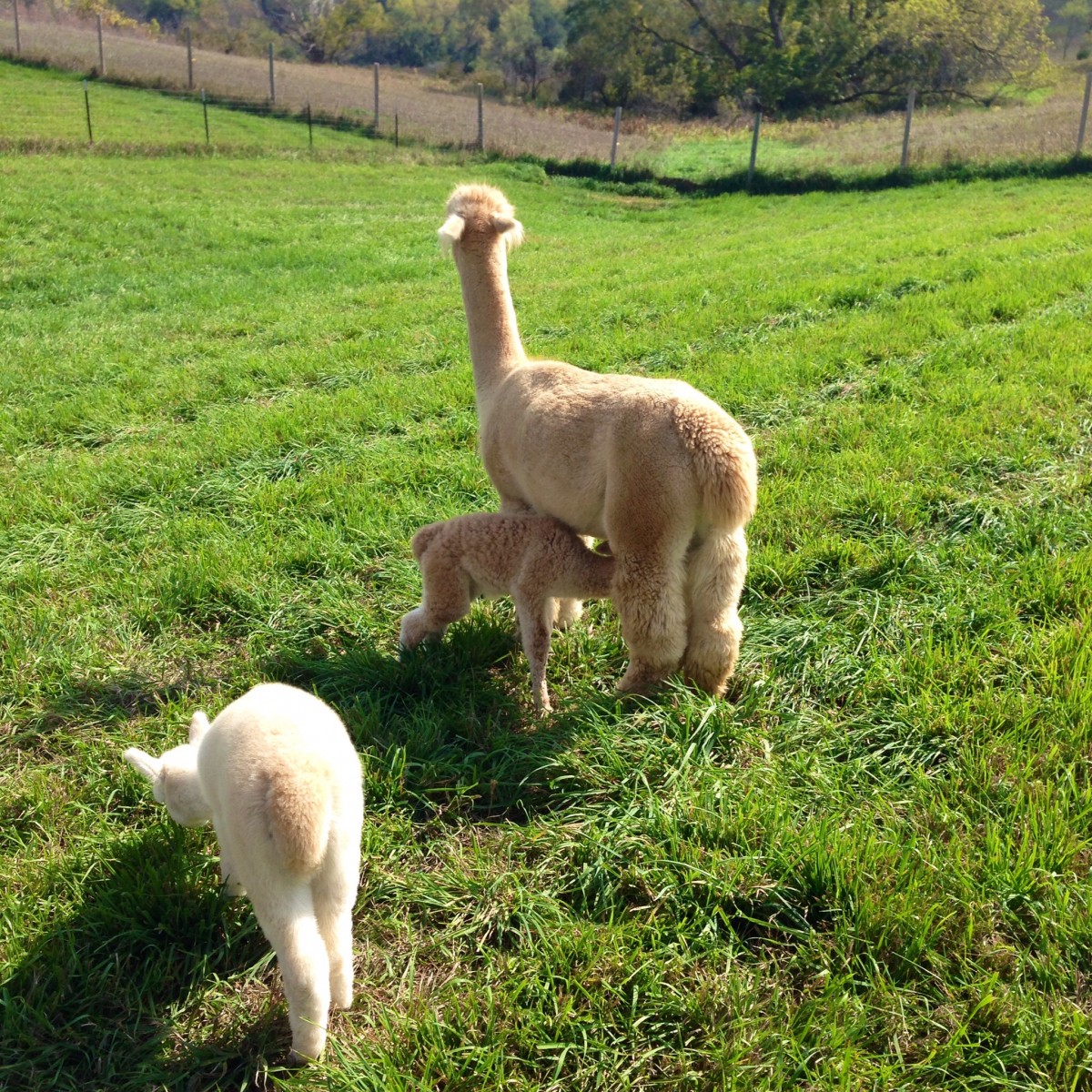 Nursing Alpaca 4 Erin Fairchild Her Heartland Soul