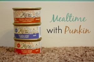 mealtime with punkin and purina muse her heartland soul