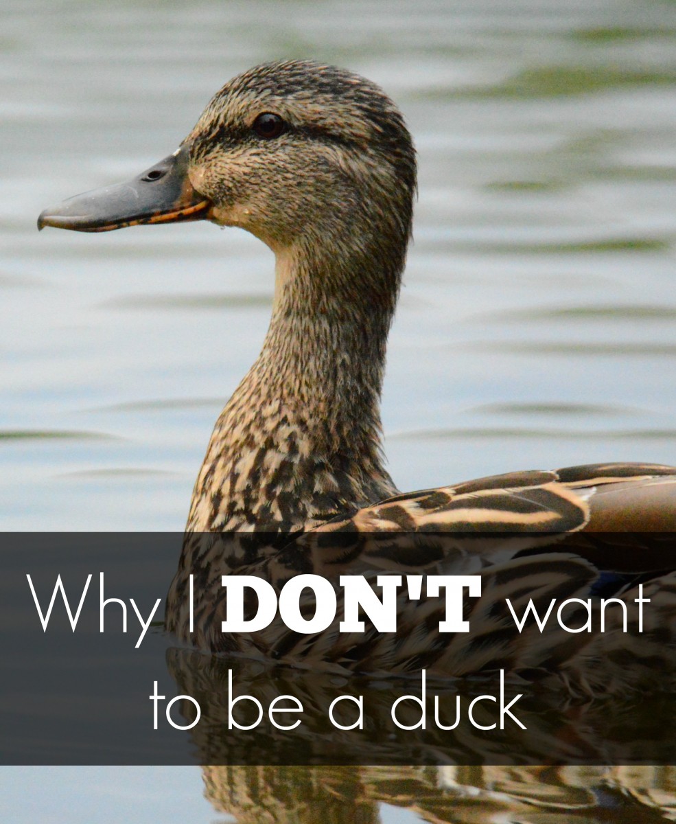 why i don't want to be a duck her heartland soul